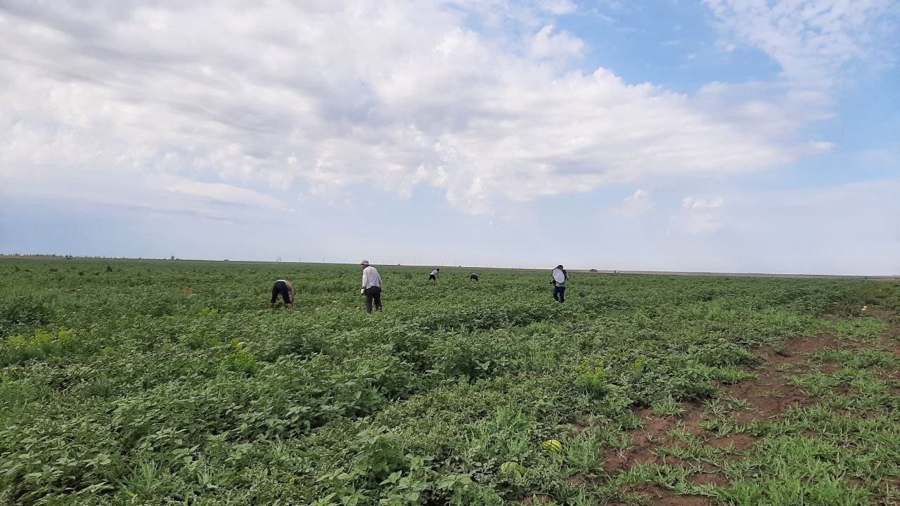 Оренбургская область в два раза увеличила экспорт продукции АПК