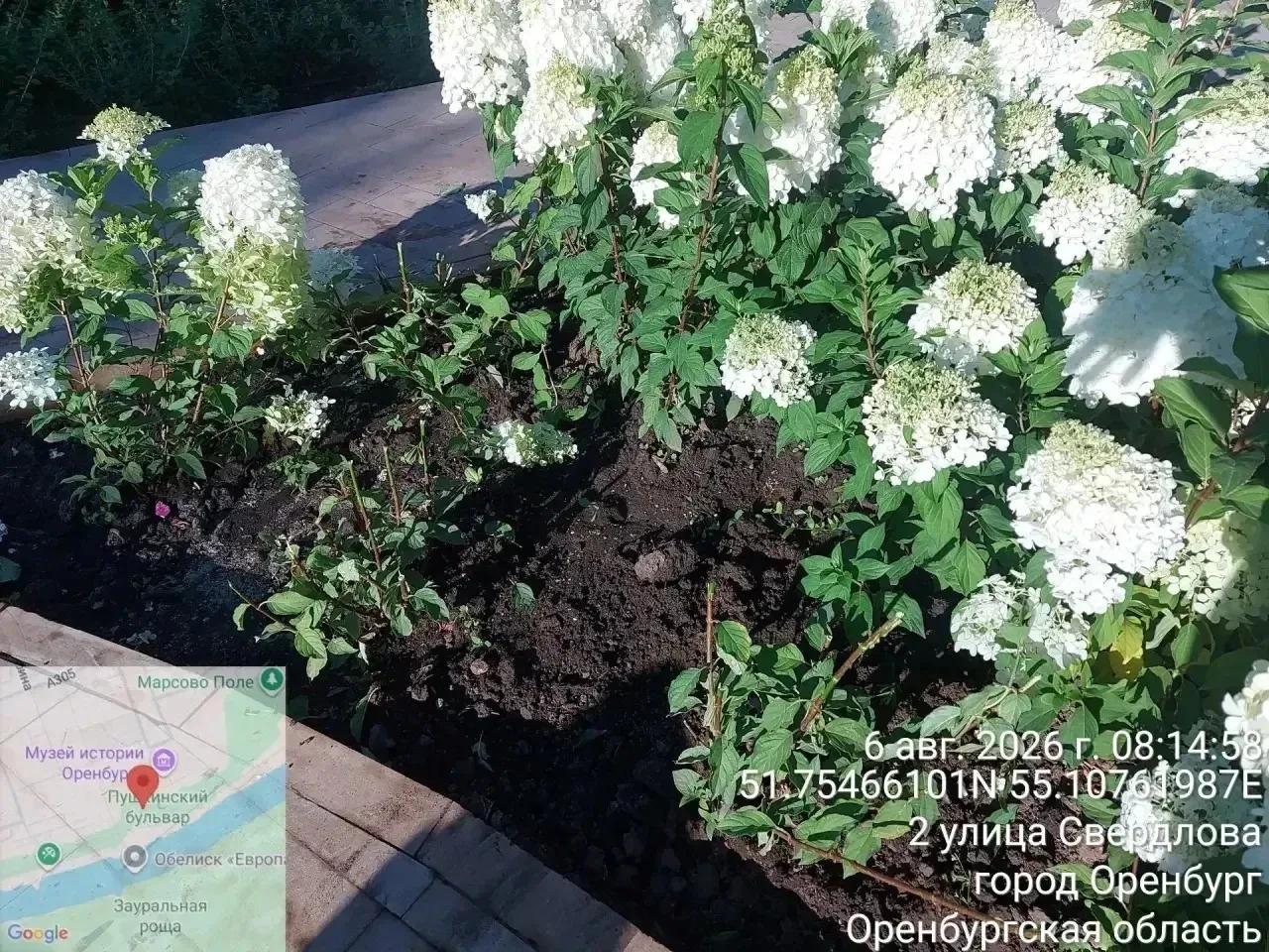 В Оренбурге подростки уничтожили гортензии в недавно благоустроенном сквере