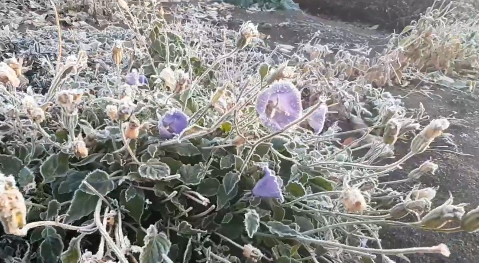 В Оренбургской области ожидаются туман и заморозки на почве до -3°С